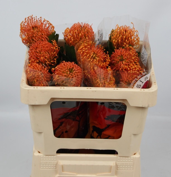 <h4>LEUCO CO SUCCESSION</h4>