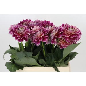 Dahlia Temple of Beauty