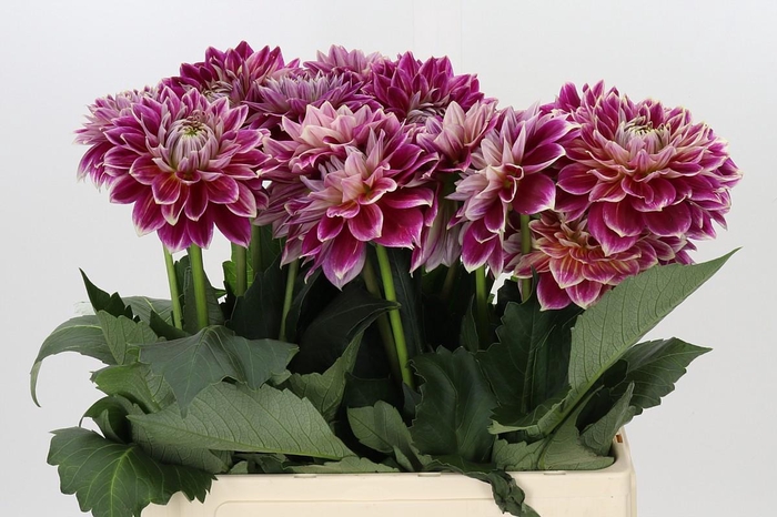<h4>Dahlia Temple of Beauty</h4>