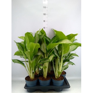 Aglaonema  'Cleopatra'