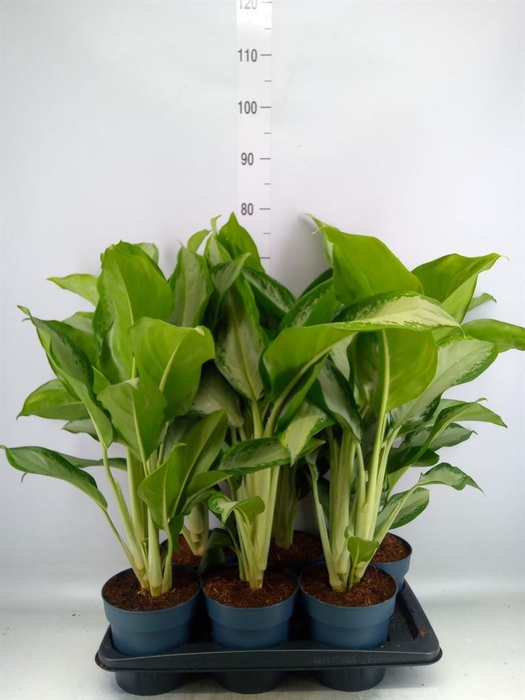 <h4>Aglaonema  'Cleopatra'</h4>