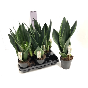 Sansevieria trifasciata Grey Stripe 12Ø 42cm