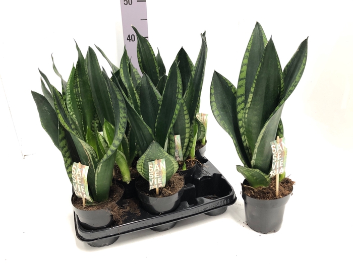 Sansevieria trifasciata Grey Stripe 12Ø 42cm