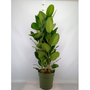 Ficus benghalensis 'Audrey'