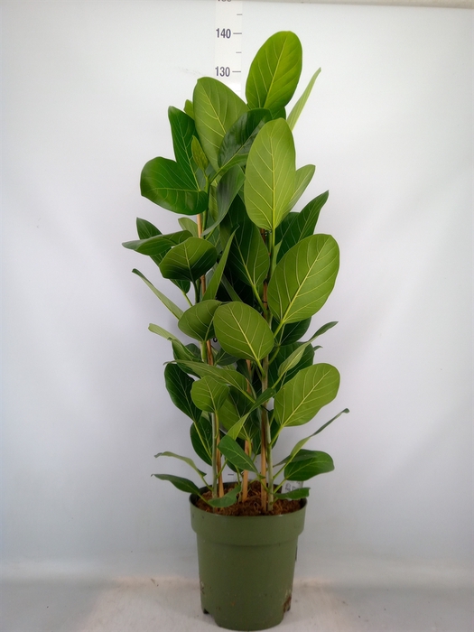 <h4>Ficus benghalensis 'Audrey'</h4>