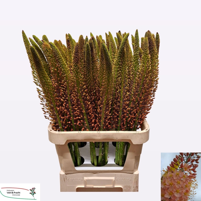 <h4>EREMURUS CLEOPATRA</h4>