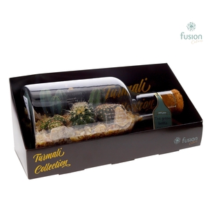 Green Bottle Fles Small liggend met Cactussen