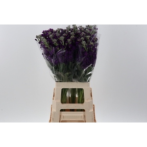 Matth Wave Purple Lavendel ECU
