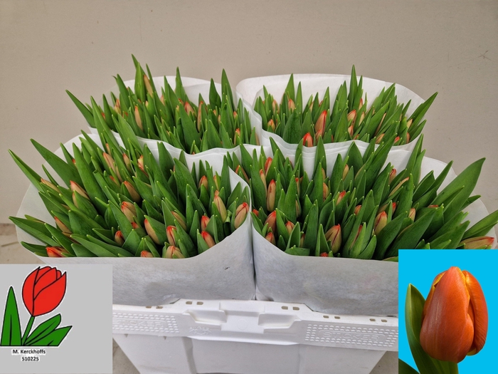 <h4>TU EN ESTA BONITA</h4>