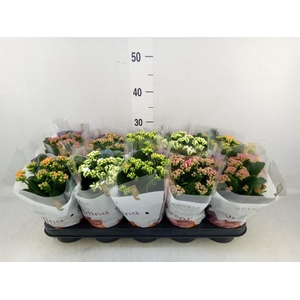 Kalanchoe blos. 'RoyalDon'   ..mix