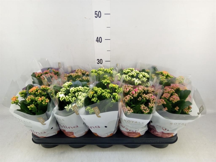 <h4>Kalanchoe blos. 'RoyalDon' ..mix</h4>