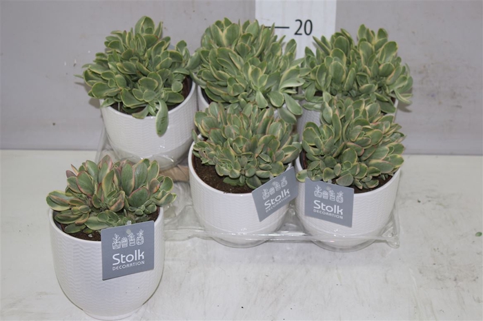 <h4>Crassula Ovatie Variegata Keramiek</h4>