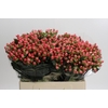 Hypericum Sweet Romance