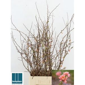 CHAENOMELES JAPONICA