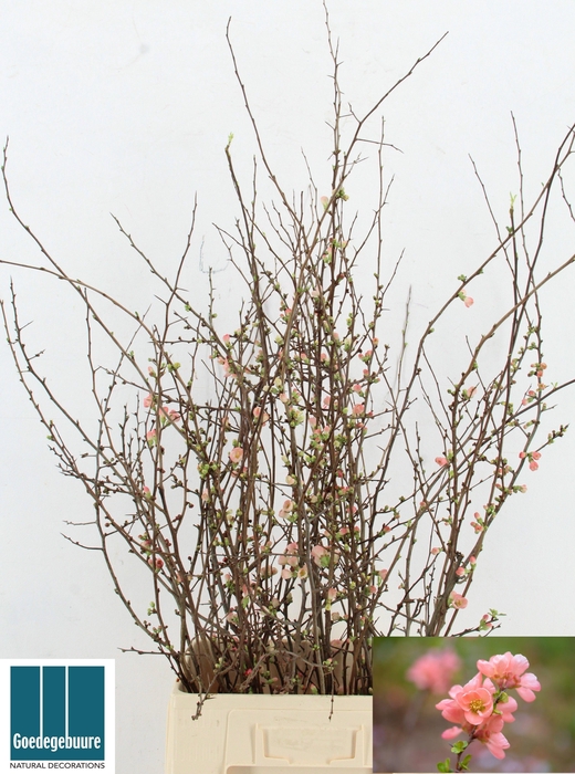 <h4>CHAENOMELES JAPONICA</h4>