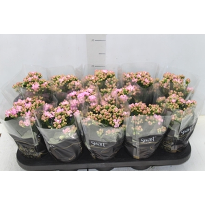 KALANCHOE DOBRADO P11 ROSA