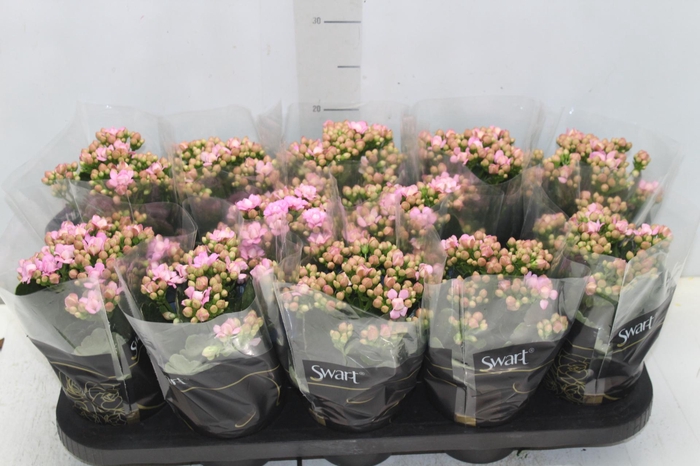<h4>KALANCHOE DOBRADO P11 ROSA</h4>