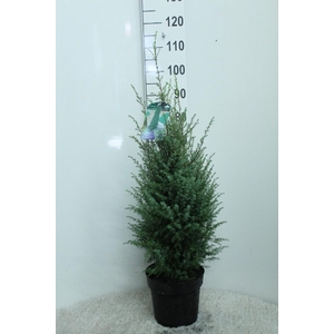 Juniperus com. 'Hibernica' P26 potgedrukt