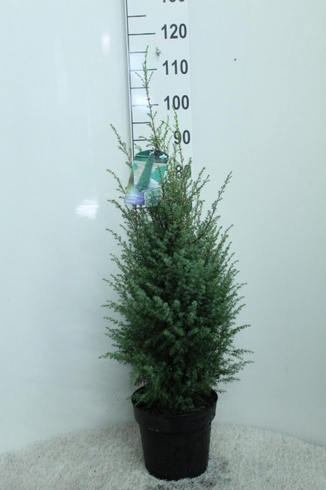 <h4>Juniperus com. 'Hibernica' P26 potgedrukt</h4>
