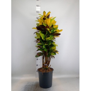 Codiaeum var. KL 'Mrs Iceton'