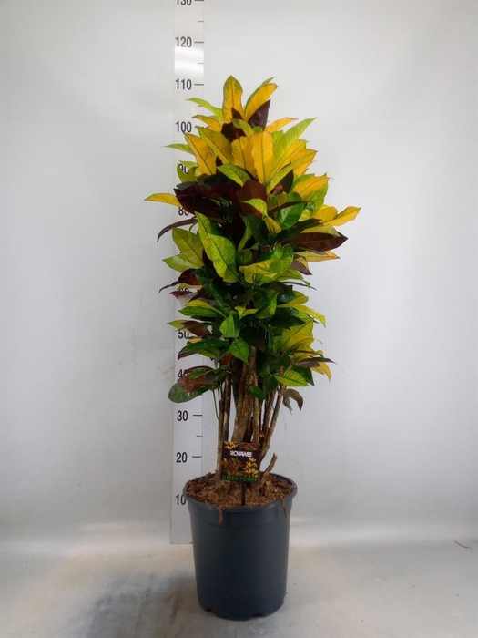 <h4>Codiaeum var. KL 'Mrs Iceton'</h4>
