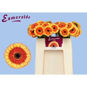 GE MI DECORA