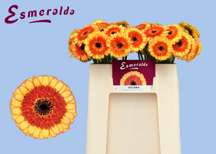 <h4>GE MI DECORA</h4>