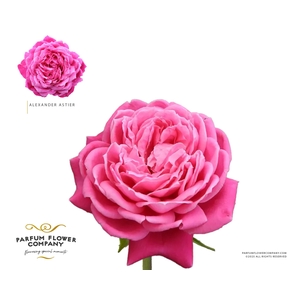 Rosa Meilland Alexander Astier