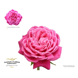 Rosa Meilland Alexander Astier