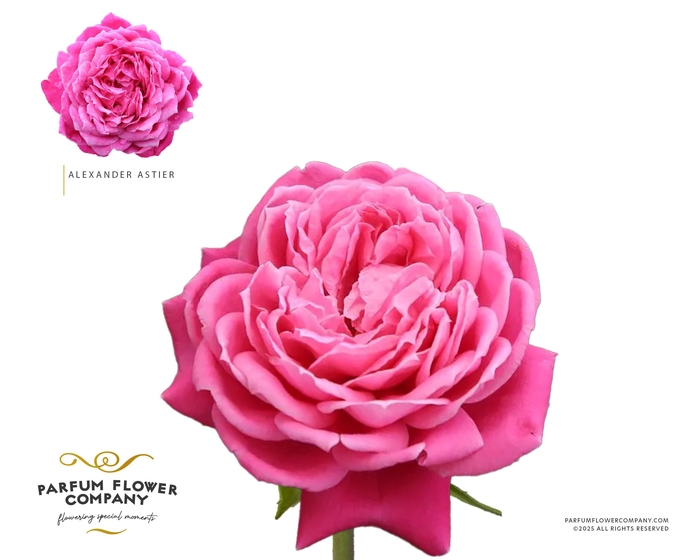 <h4>Rosa Meilland Alexander Astier</h4>