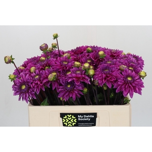 Dahlia Cartouche