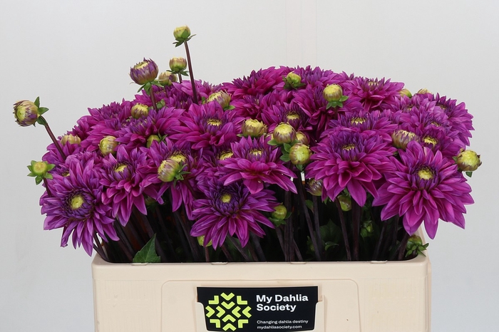 <h4>Dahlia Cartouche</h4>