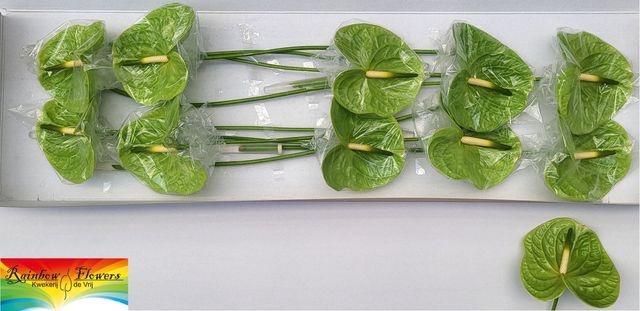 <h4>ANTH A MIDORI</h4>