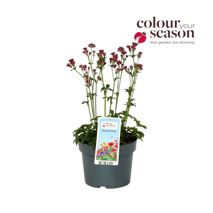 <h4>Astrantia Roma P19</h4>
