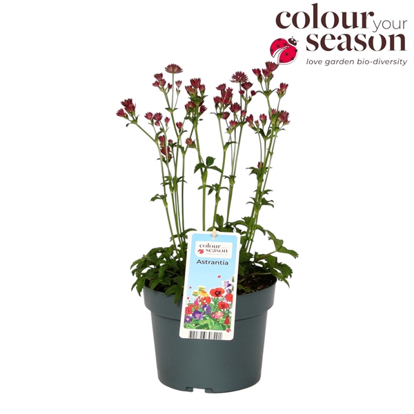 Astrantia Roma P19