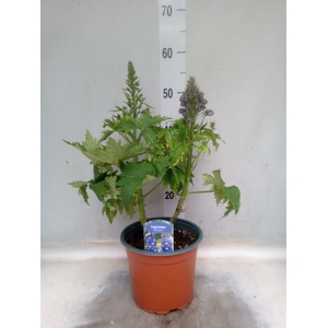 Delphinium el. 'PacG MagicFountian'