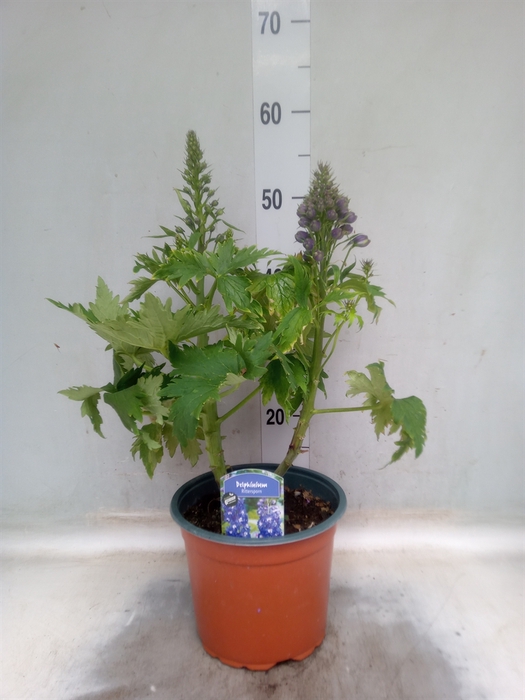 <h4>Delphinium el. 'PacG MagicFountian'</h4>