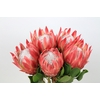 Protea Cynaroides Red Rex