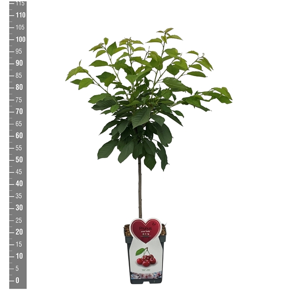 <h4>Prunus a. Stella, Patioboom</h4>