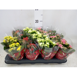 Kalanchoe blos.   ..rosebud mix  5