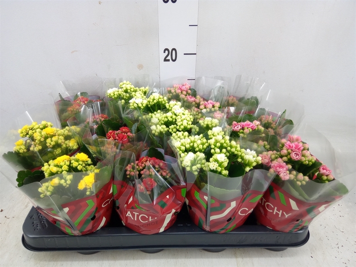 <h4>Kalanchoe blos.   ..rosebud mix  5</h4>