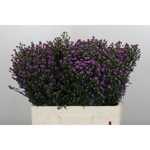 Aster Baby Pink