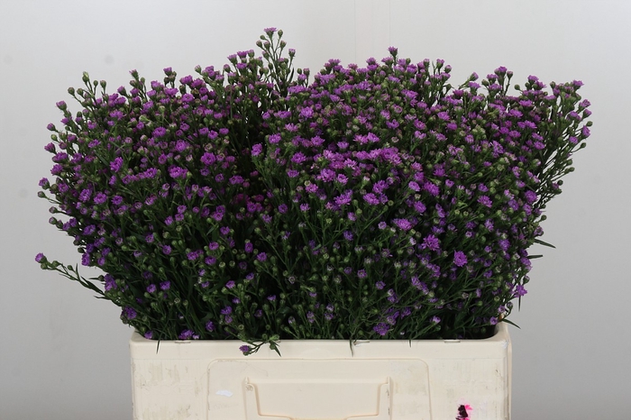 <h4>Aster Baby Pink</h4>