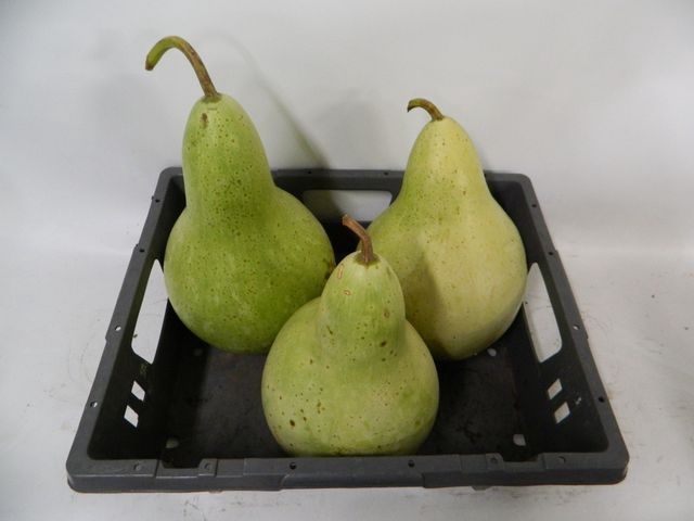<h4>Cucurbita (kalebas)</h4>
