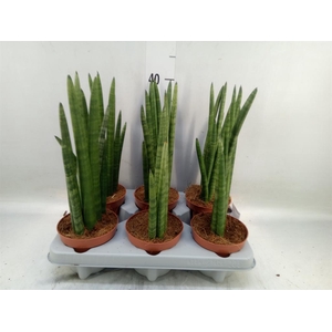 Sansevieria cyl.  ...