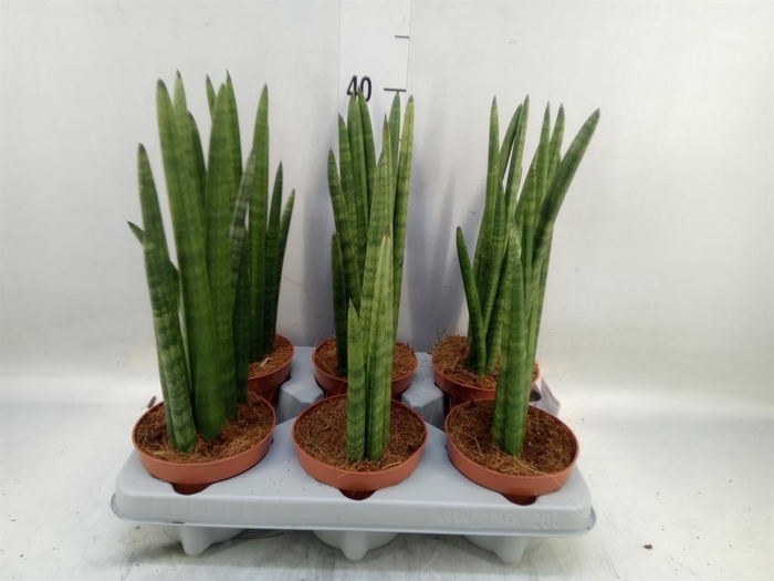 <h4>Sansevieria cyl.  ...</h4>