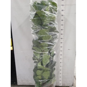 Ficus lyrata 'Bambino'