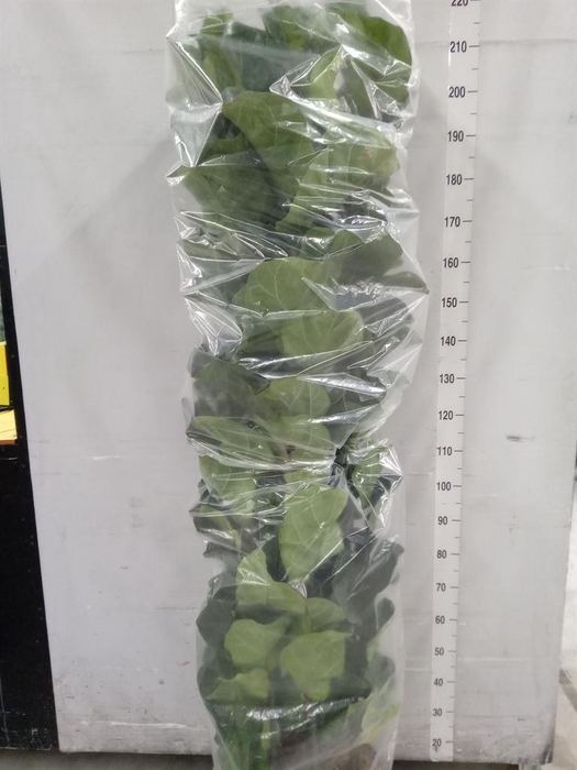 <h4>Ficus lyrata 'Bambino'</h4>