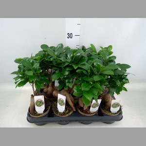 Ficus microcarpa 'Ginseng'