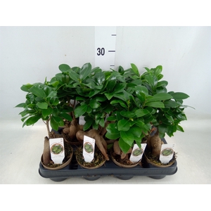 Ficus microcarpa 'Ginseng'